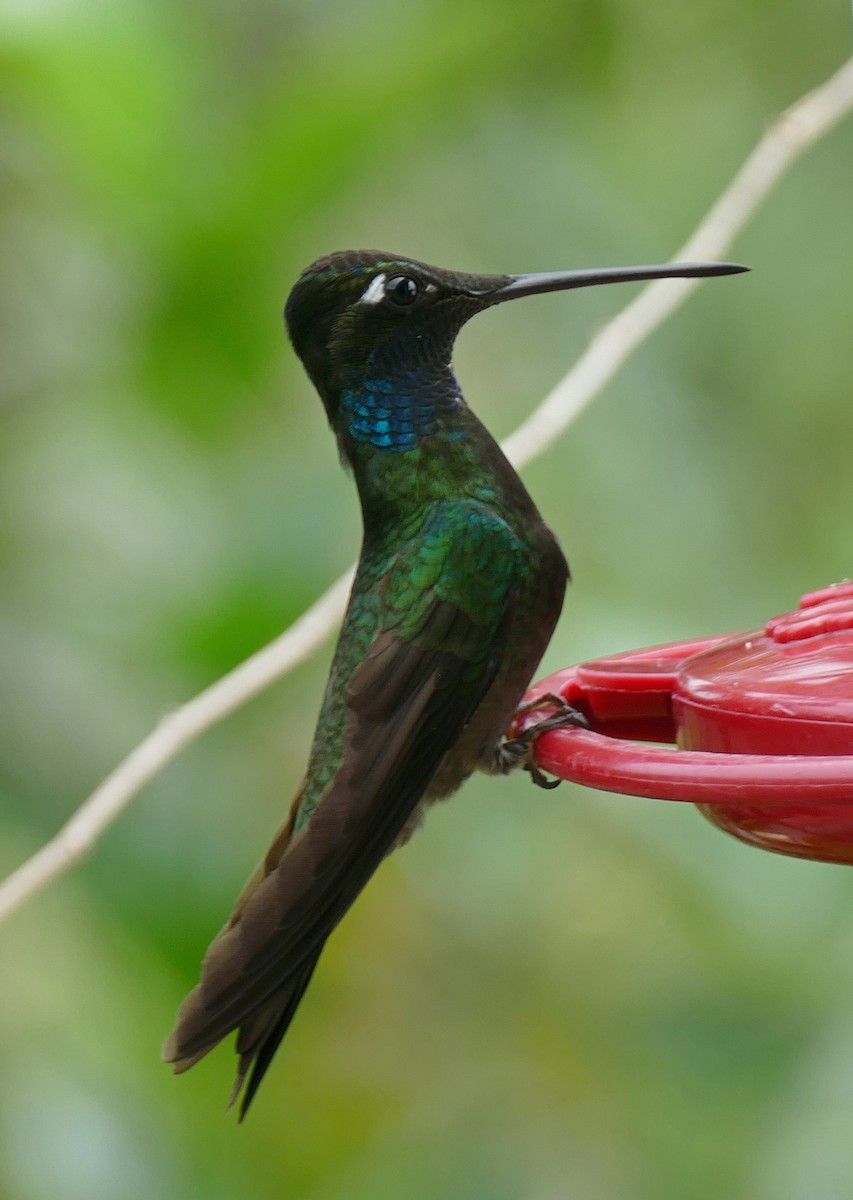 Rivoli's Hummingbird - ML647288766