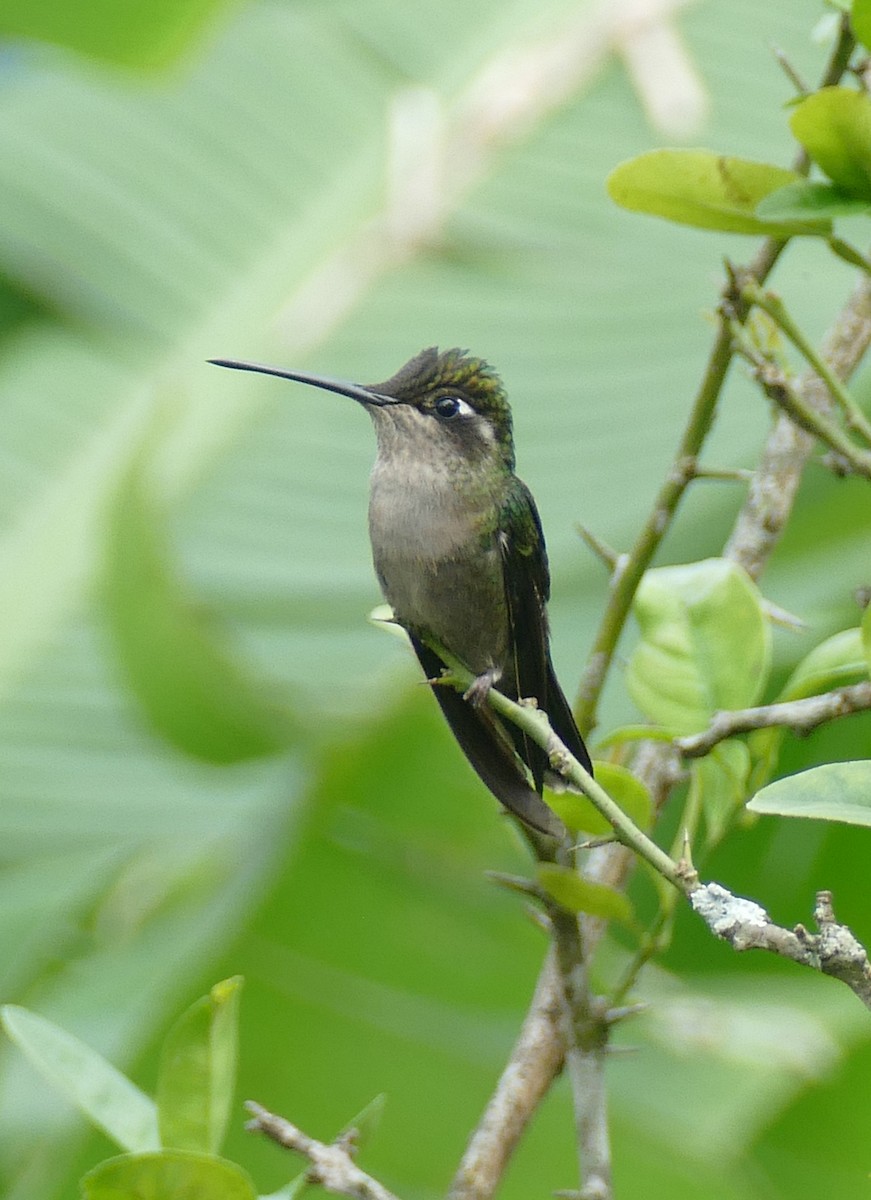Rivoli's Hummingbird - ML647288767