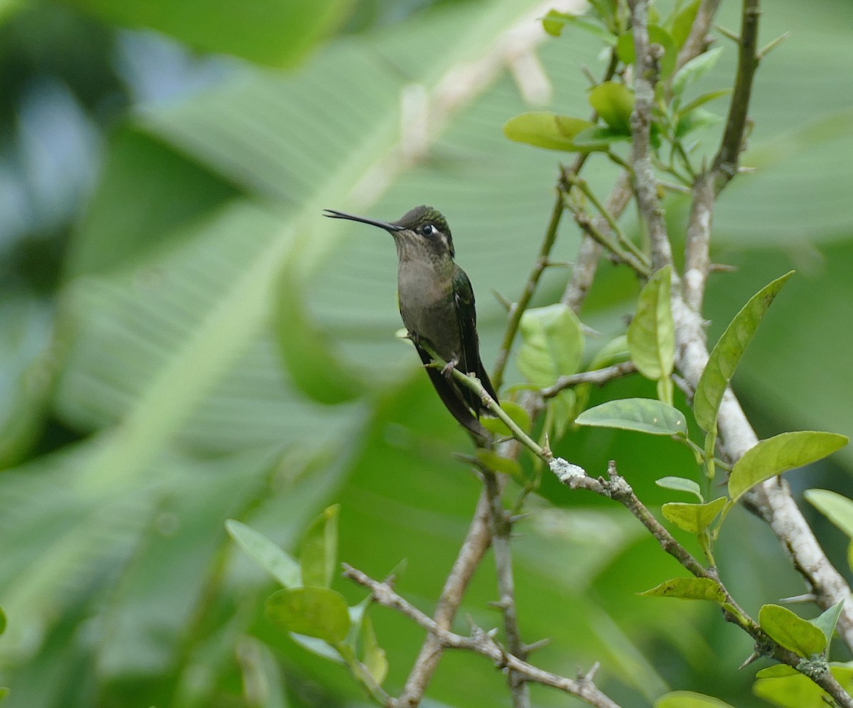 Rivoli's Hummingbird - ML647288768
