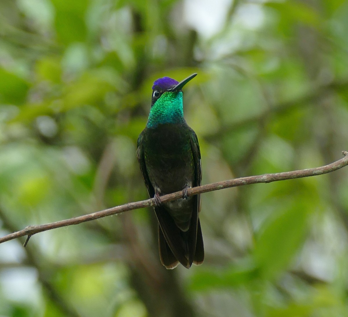 Rivoli's Hummingbird - ML647288769