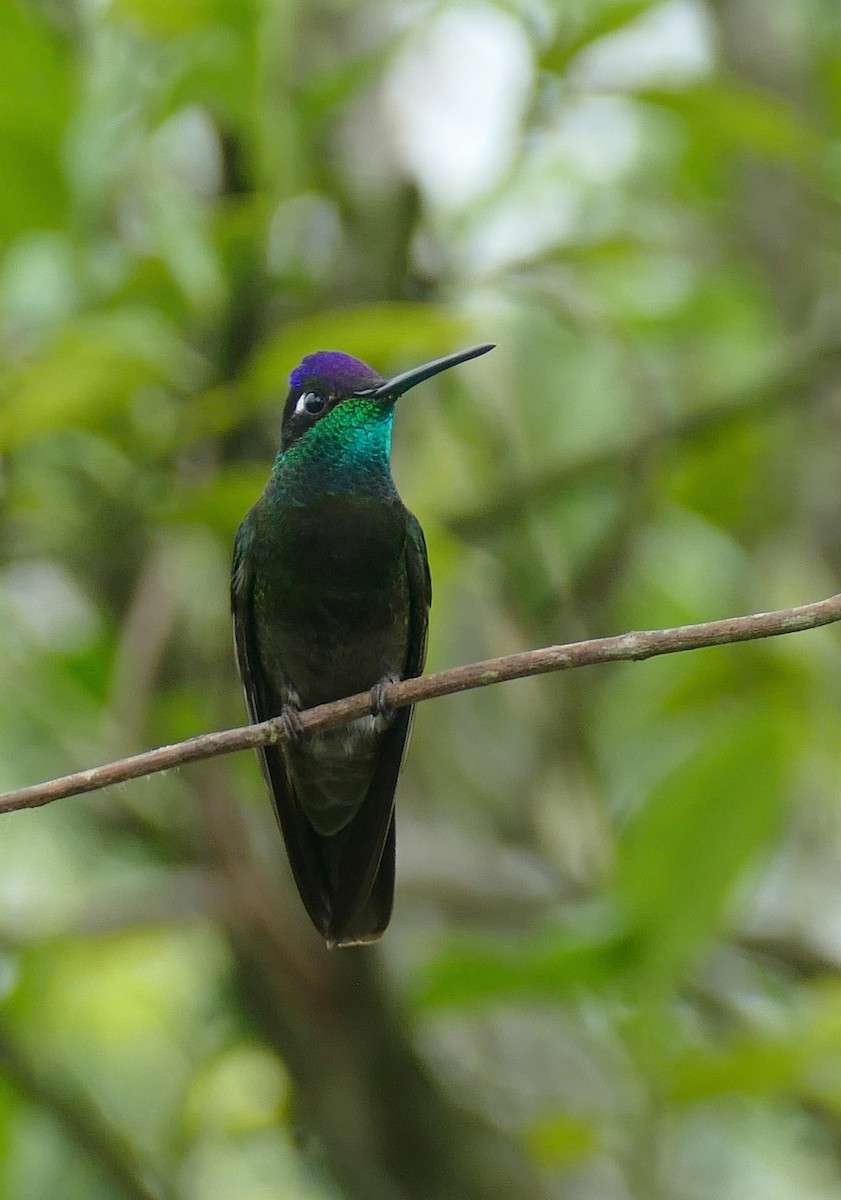 Rivoli's Hummingbird - ML647288770