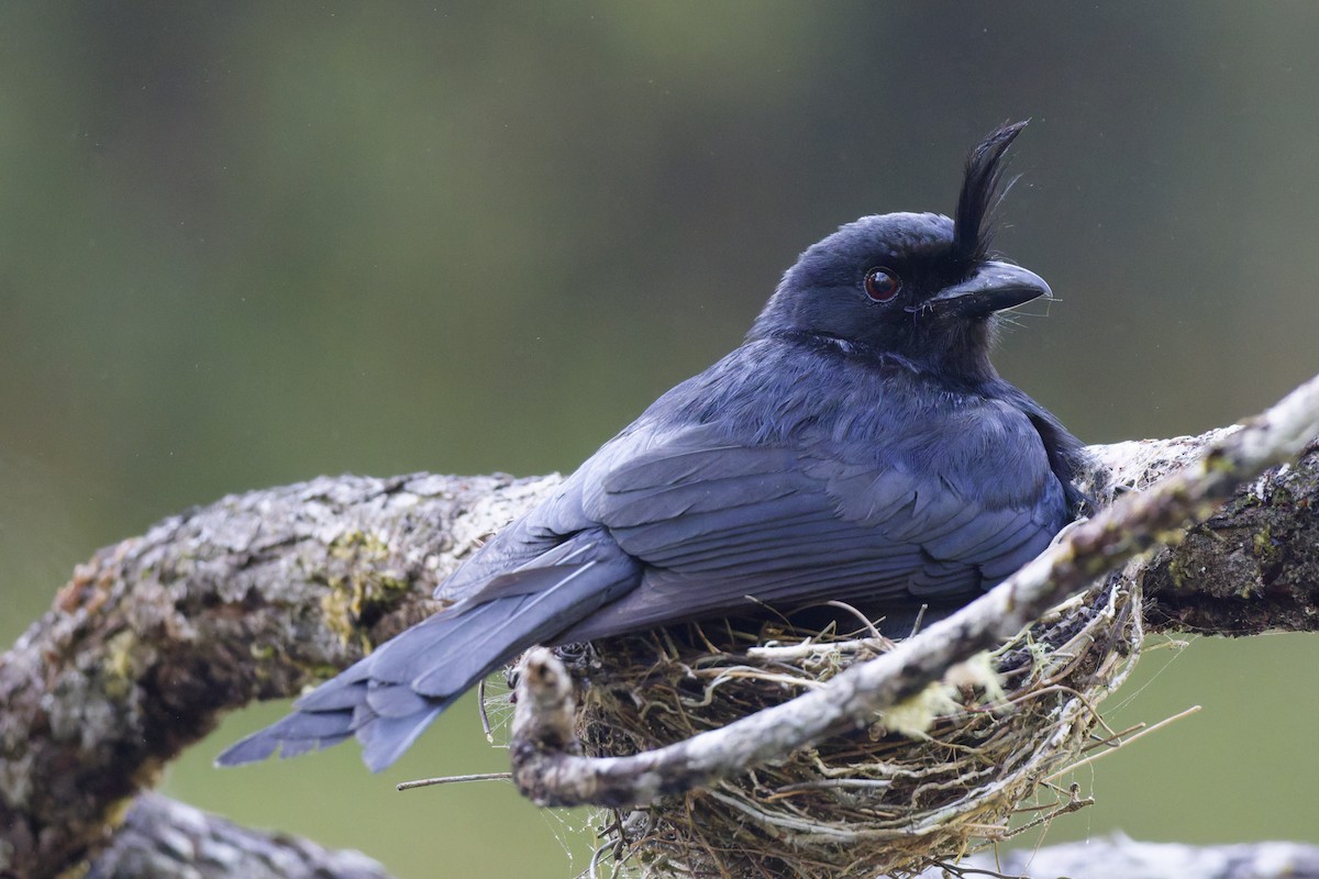 Crested Drongo (Madagascar) - ML647288771