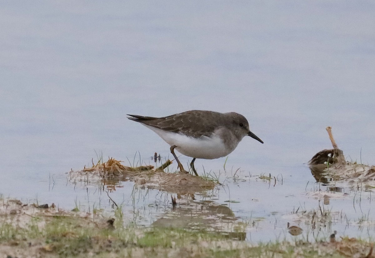 Temminck's Stint - ML647288783