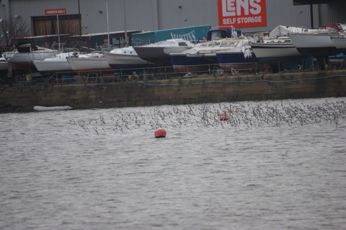 Bécasseau maubèche - ML647288788