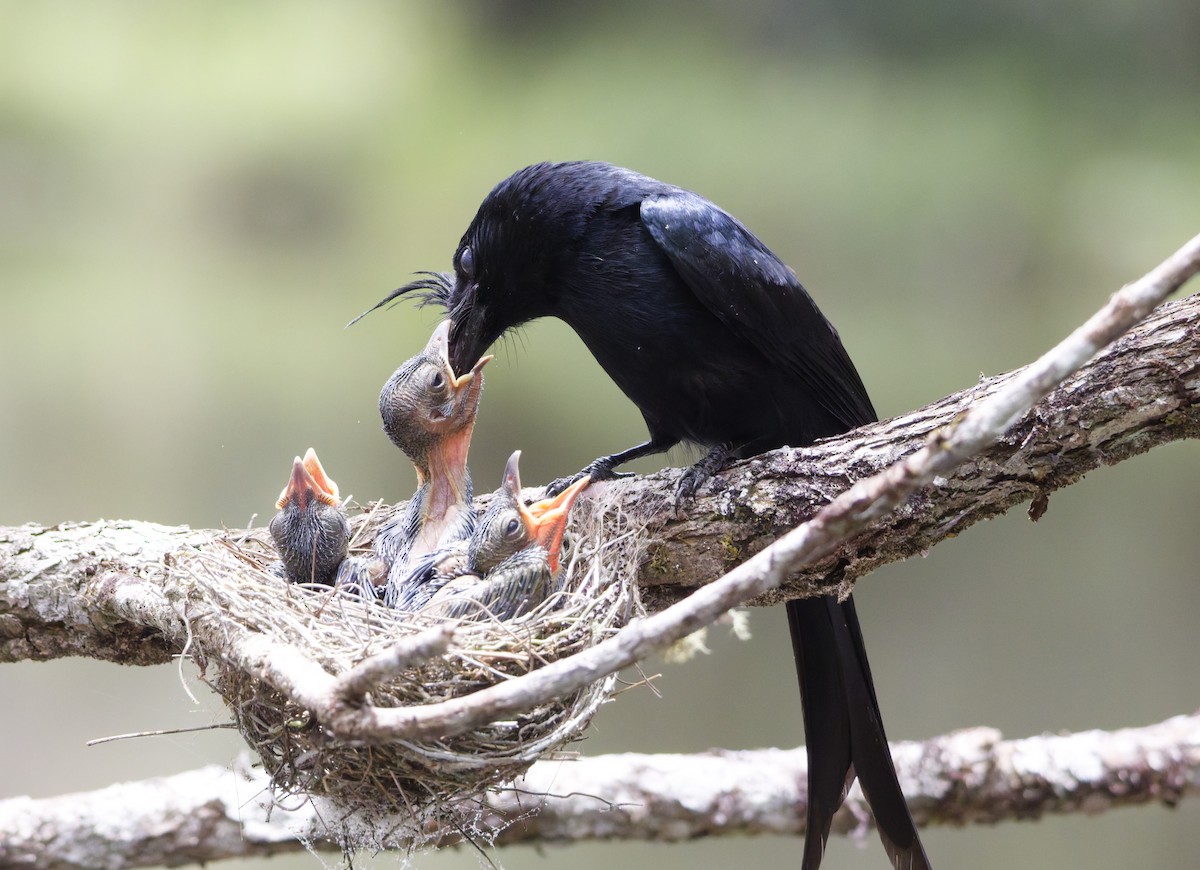 Crested Drongo (Madagascar) - ML647288789