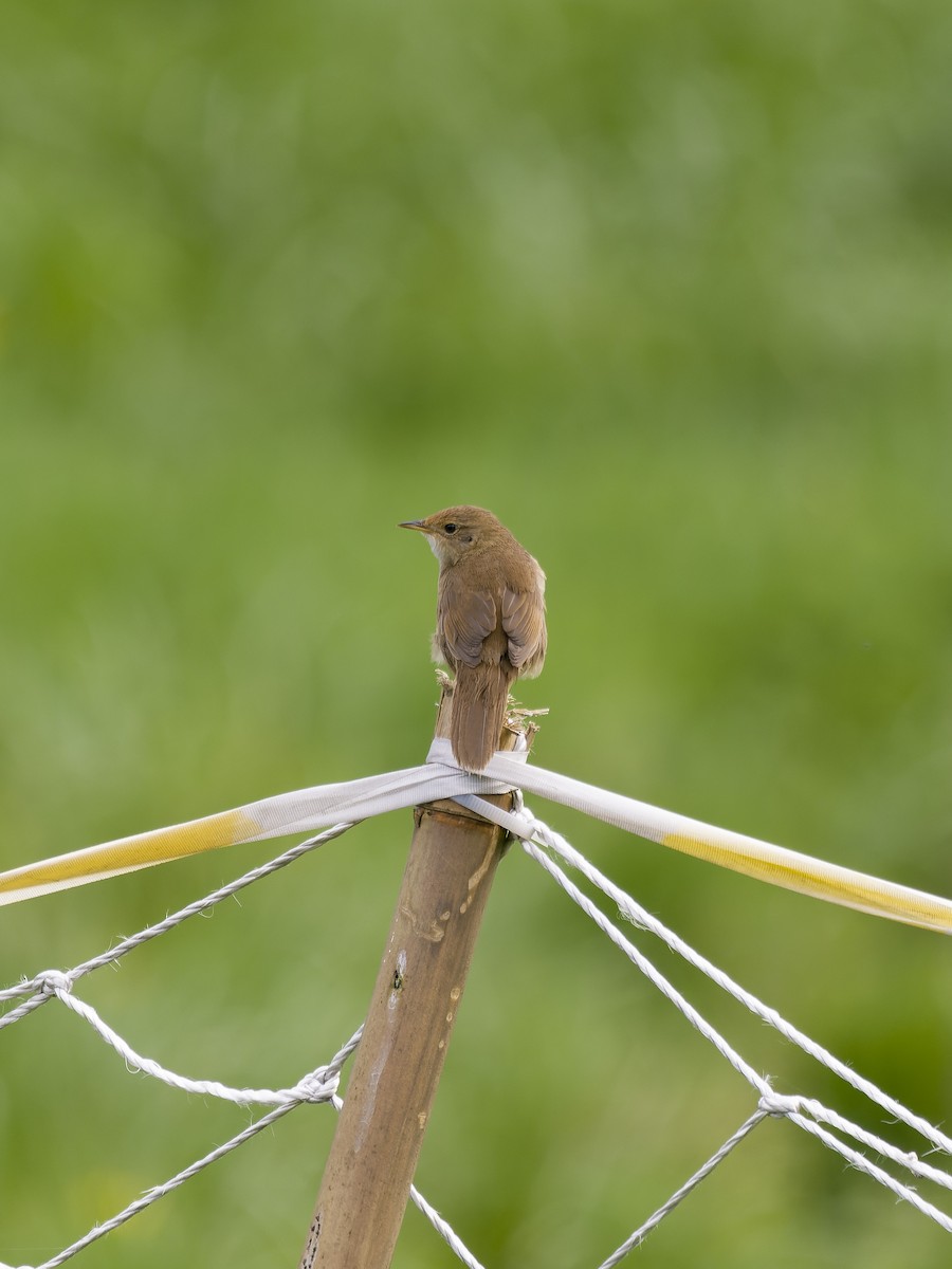 チャイロオウギセッカ - ML647288791