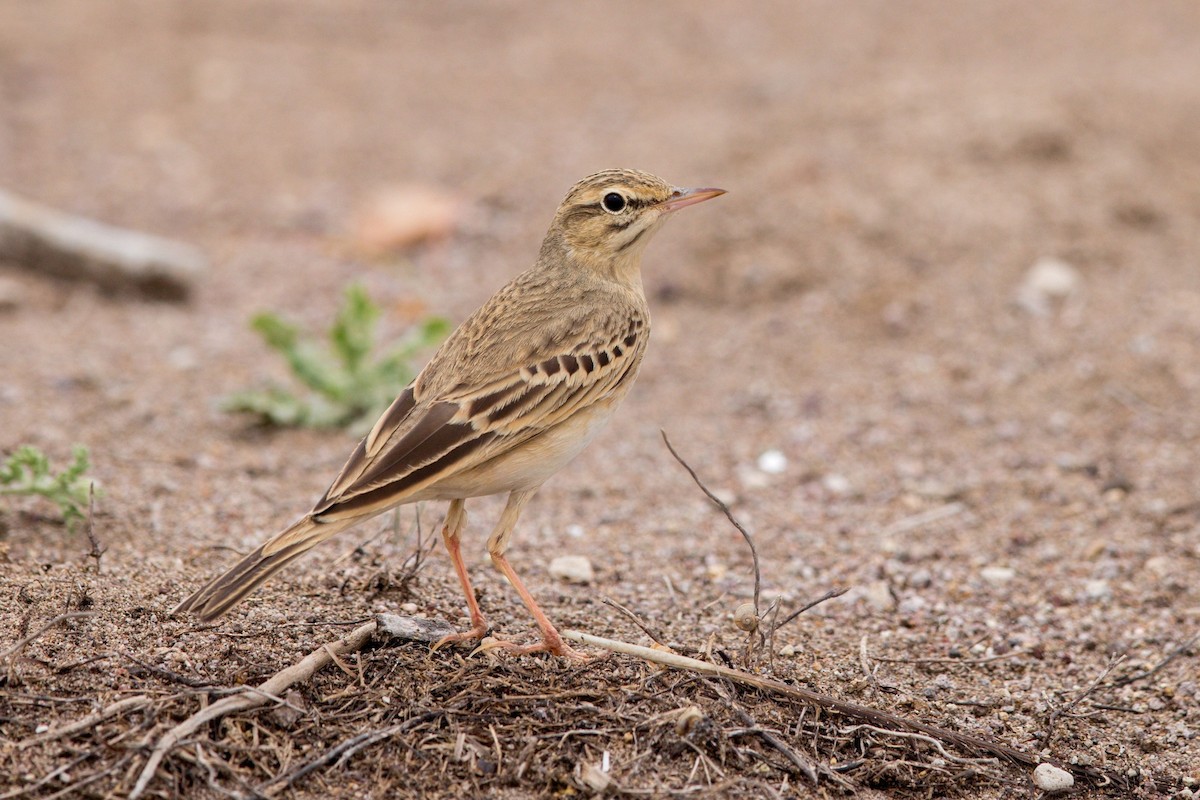 linduška úhorní - ML647288796