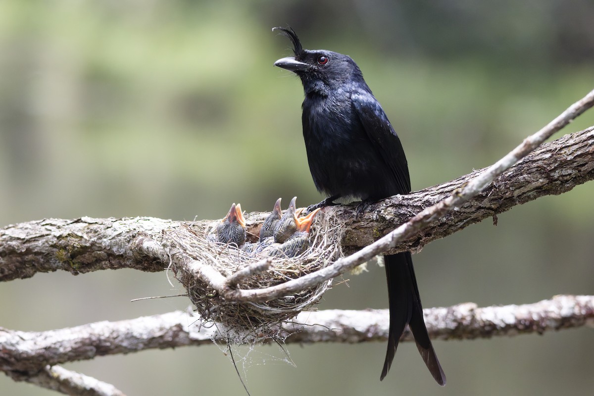 Crested Drongo (Madagascar) - ML647288797