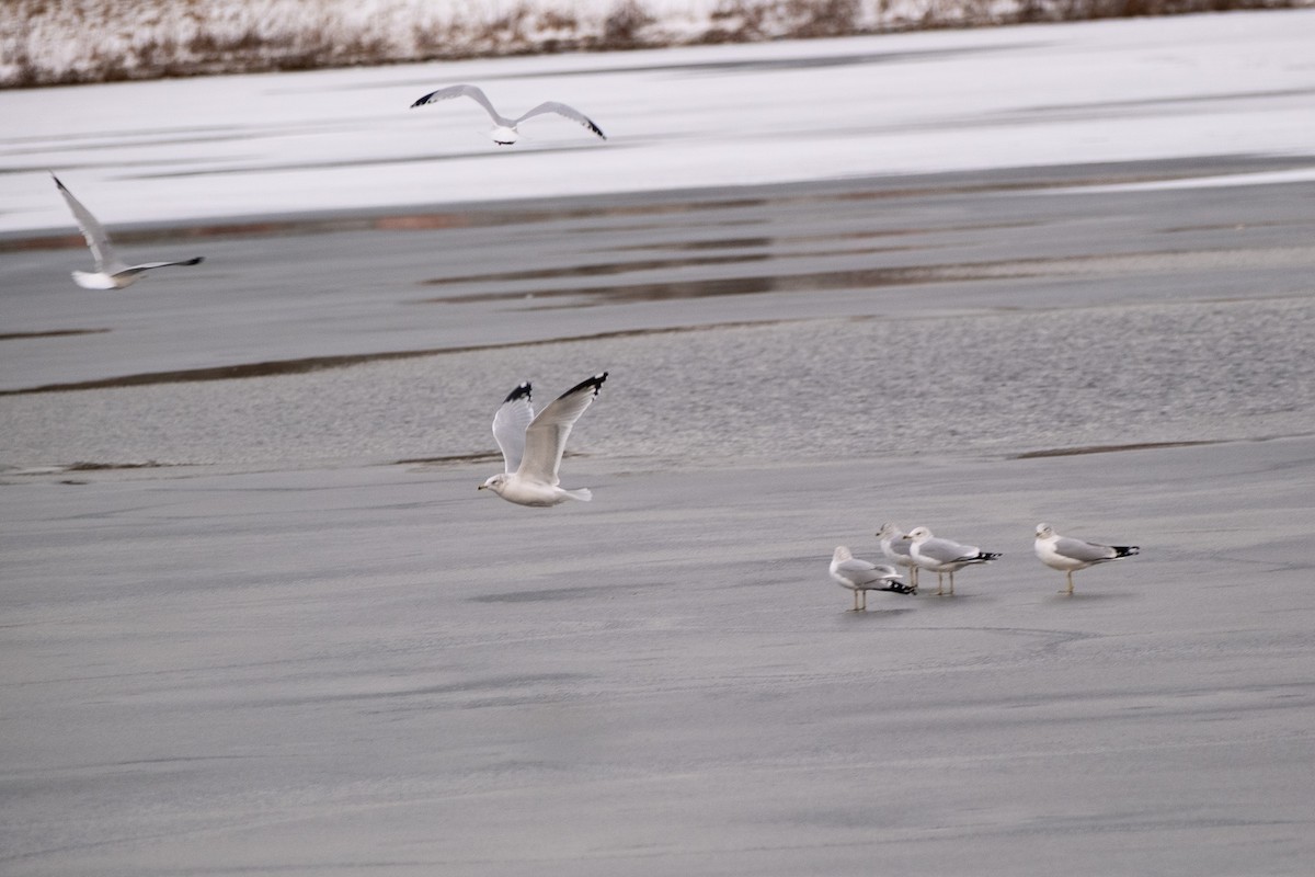 Мартин чорнокрилий - ML647288798