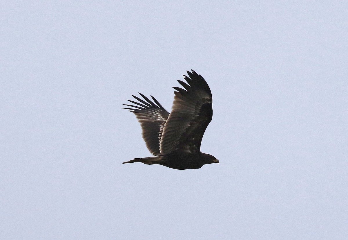 Підорлик великий - ML647288800