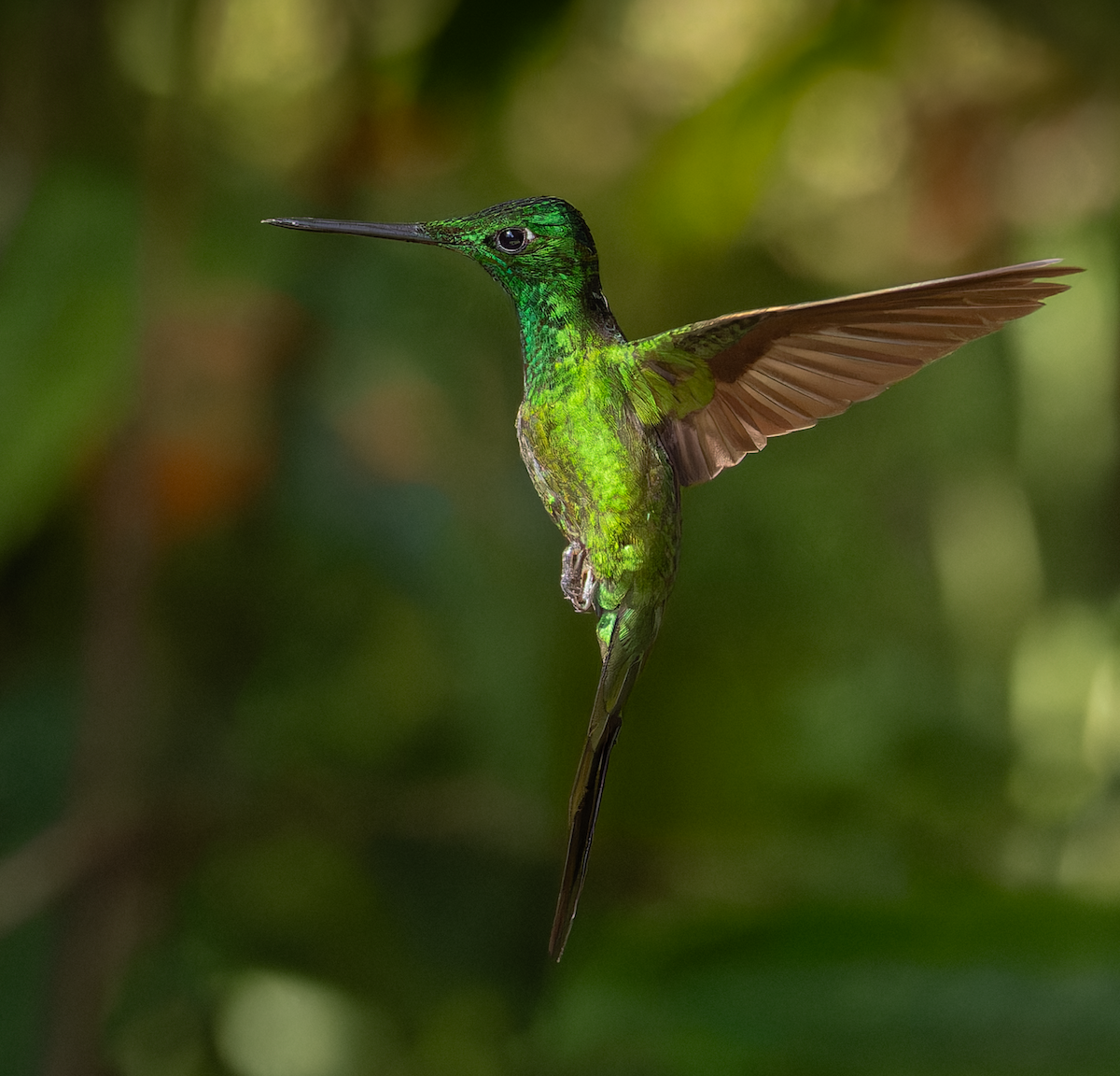 Empress Brilliant - ML647288807