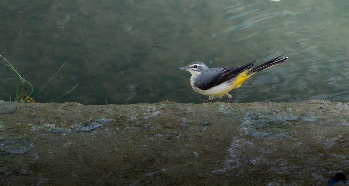 vintererle - ML647288810