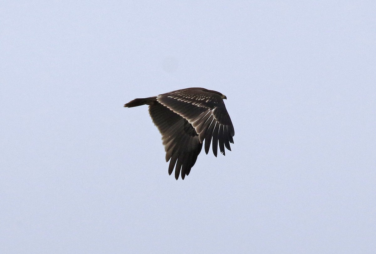 Greater Spotted Eagle - ML647288811
