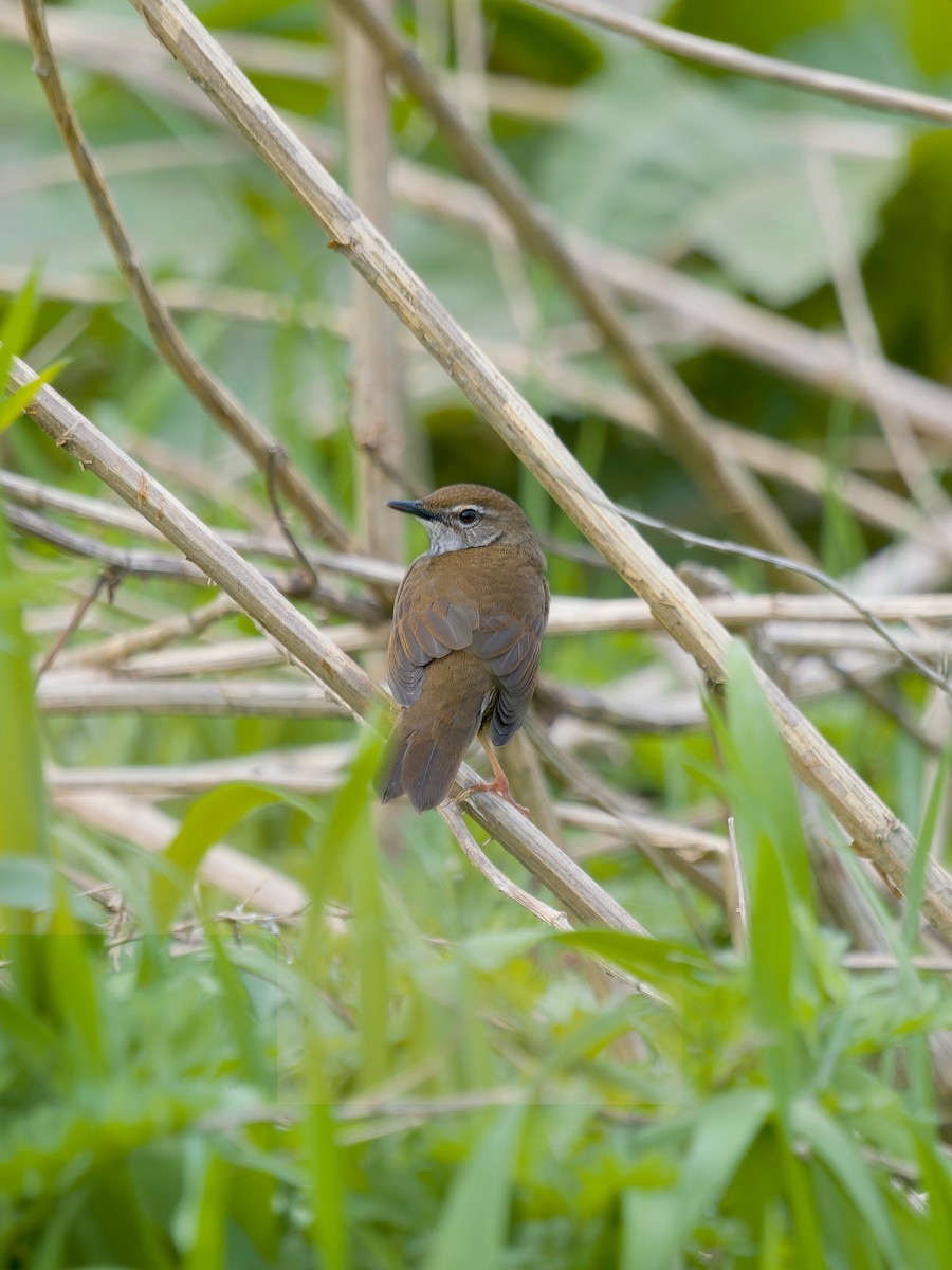 ノドフオウギセッカ - ML647288813