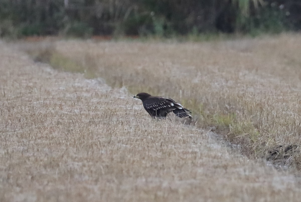 Greater Spotted Eagle - ML647288822