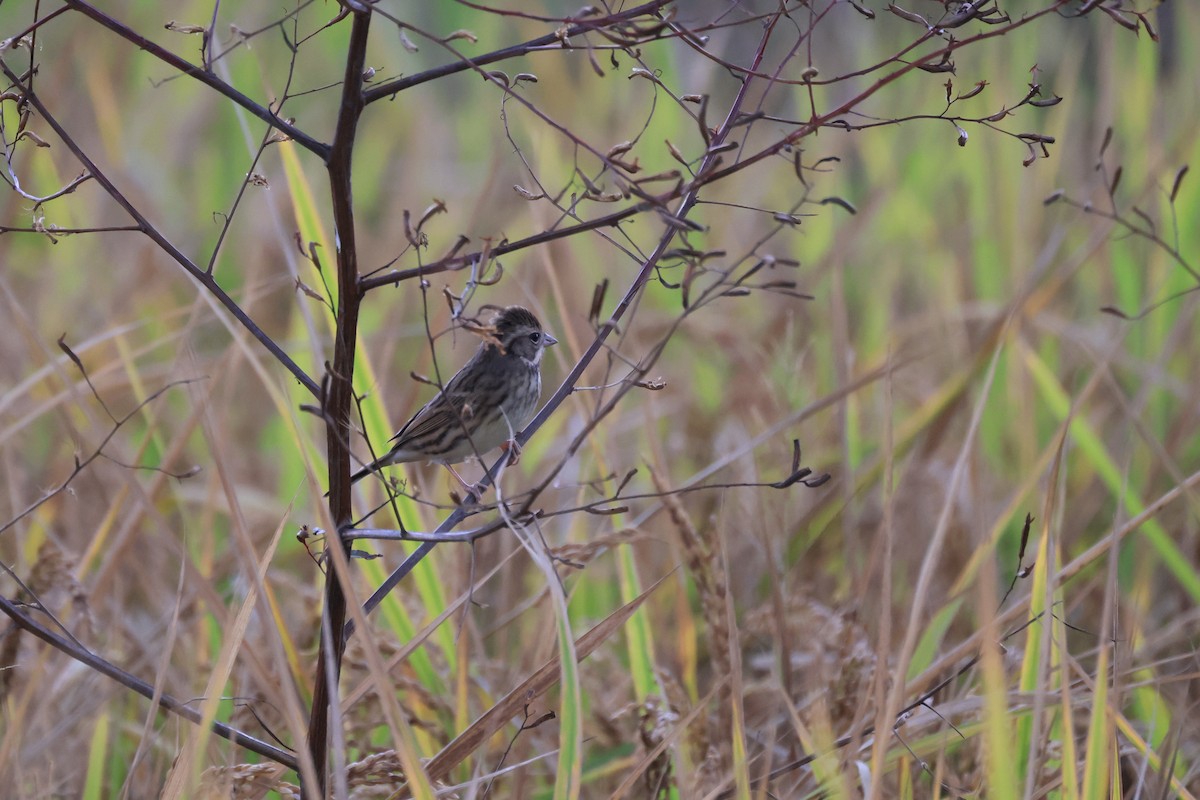 Black-faced Bunting - ML647288823