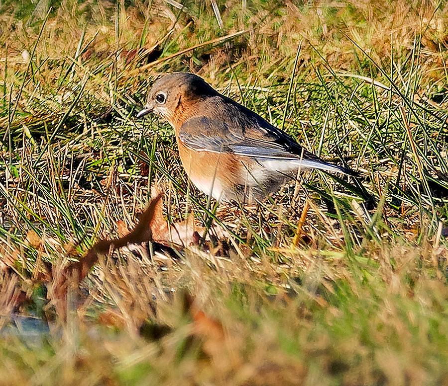 Azulejo Oriental - ML647288824