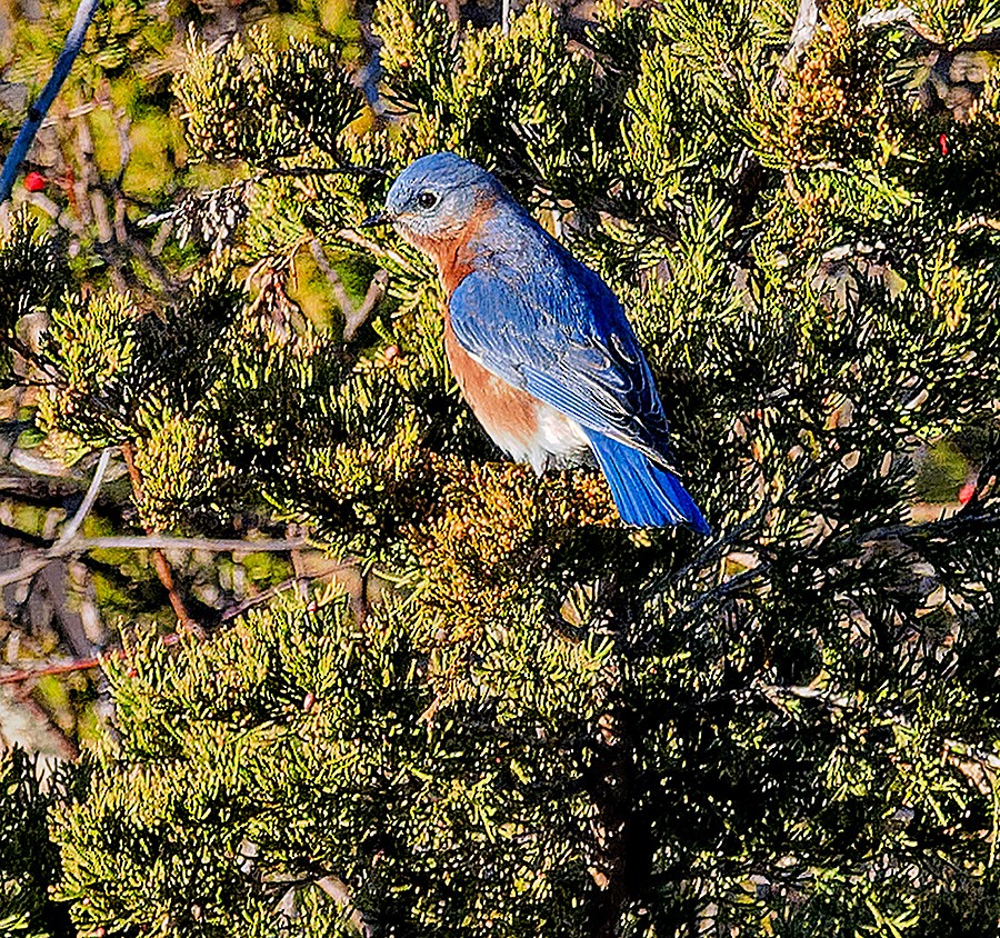 Azulejo Oriental - ML647288825