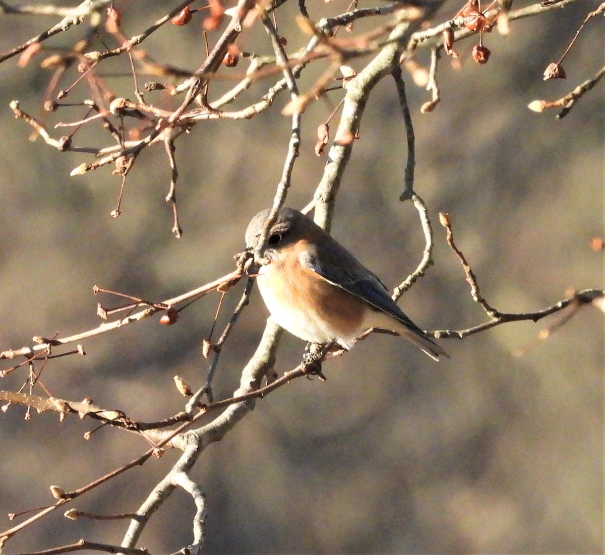 Azulejo Oriental - ML647288826
