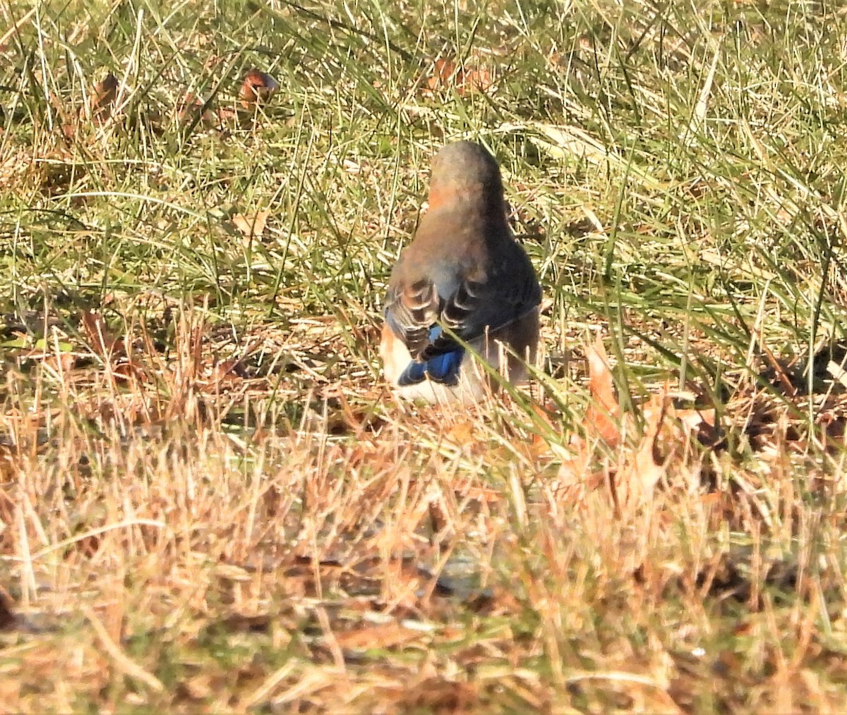 Azulejo Oriental - ML647288828