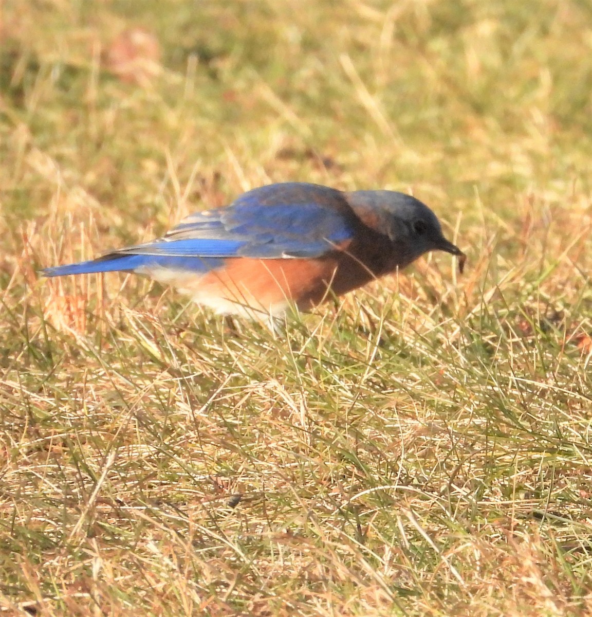 Azulejo Oriental - ML647288829