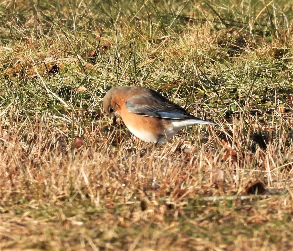 Azulejo Oriental - ML647288830