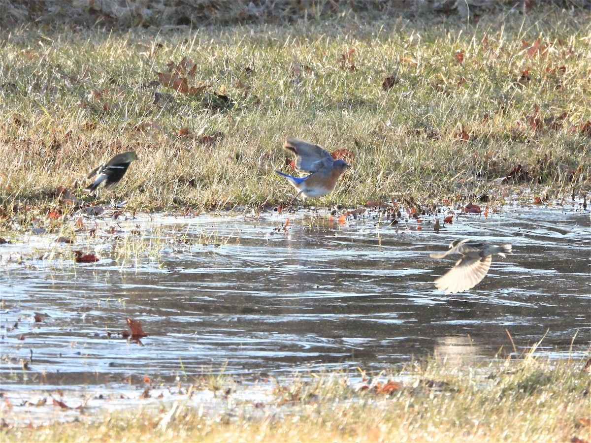 Azulejo Oriental - ML647288831