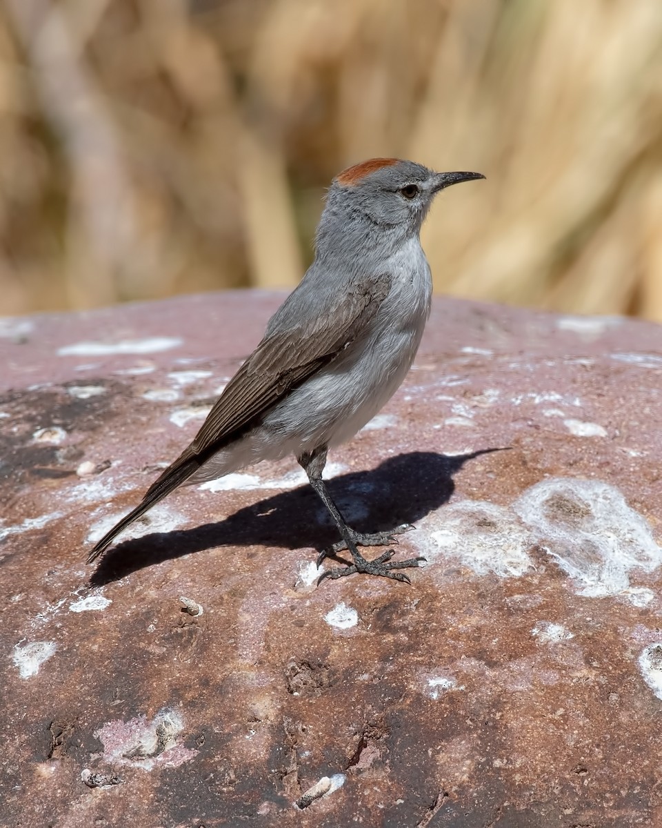 Rotscheitel-Grundtyrann - ML647288842