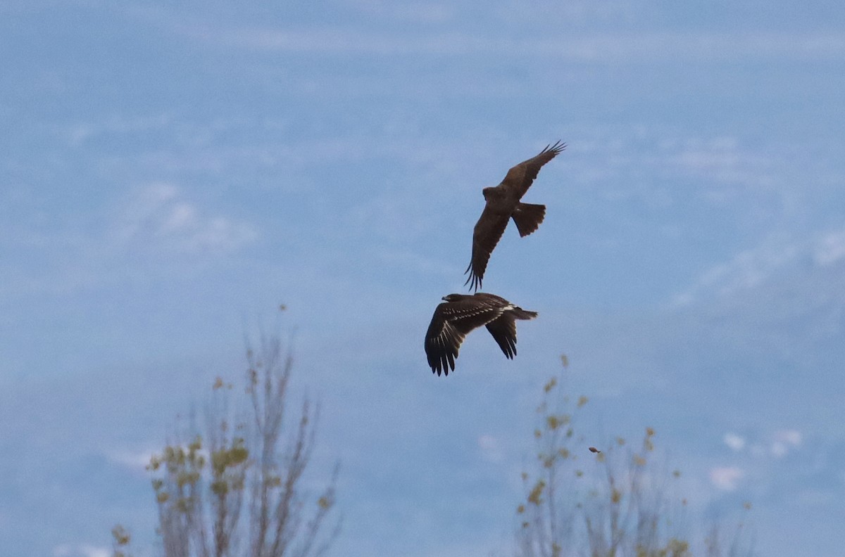 Greater Spotted Eagle - ML647288844
