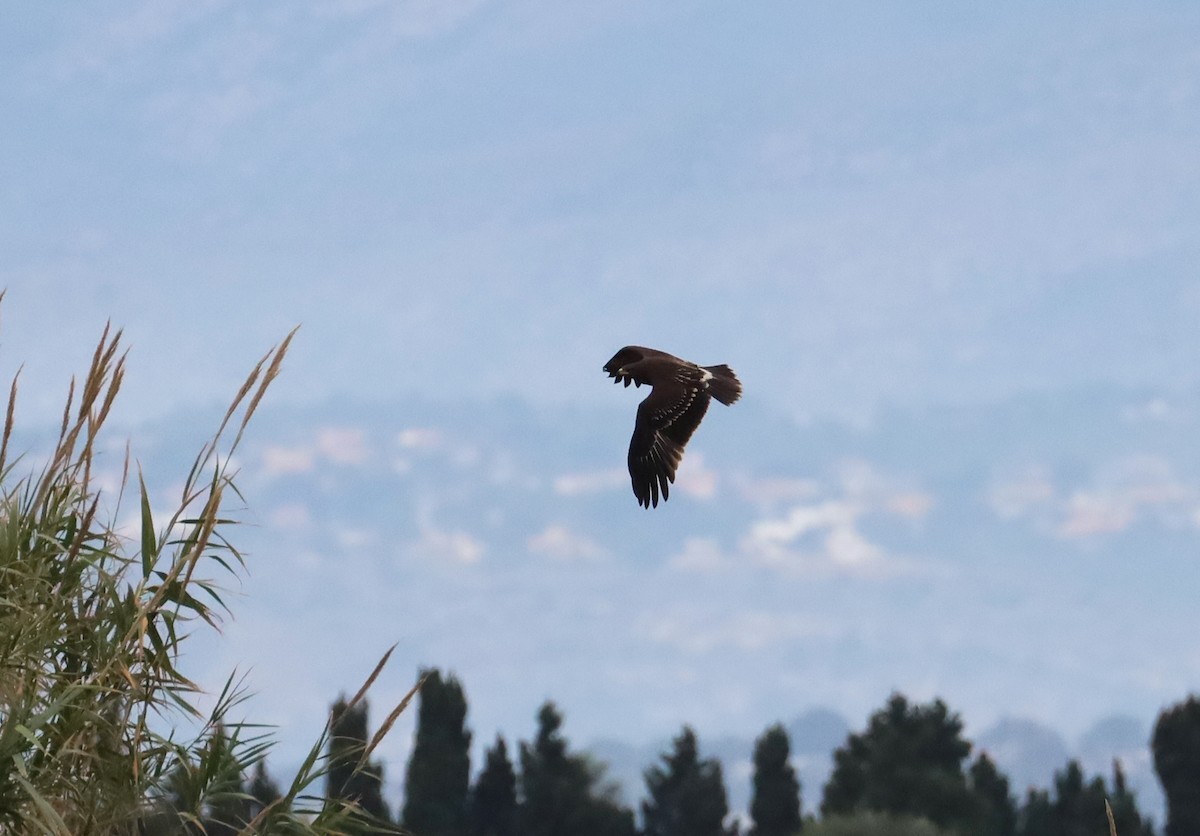 Greater Spotted Eagle - ML647288847