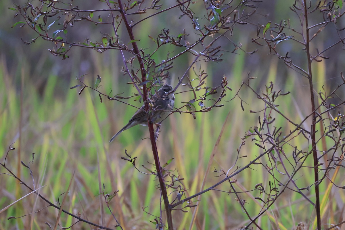Black-faced Bunting - ML647288848