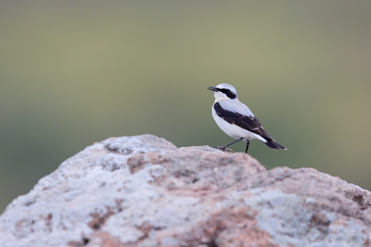 bělořit šedý - ML647288857