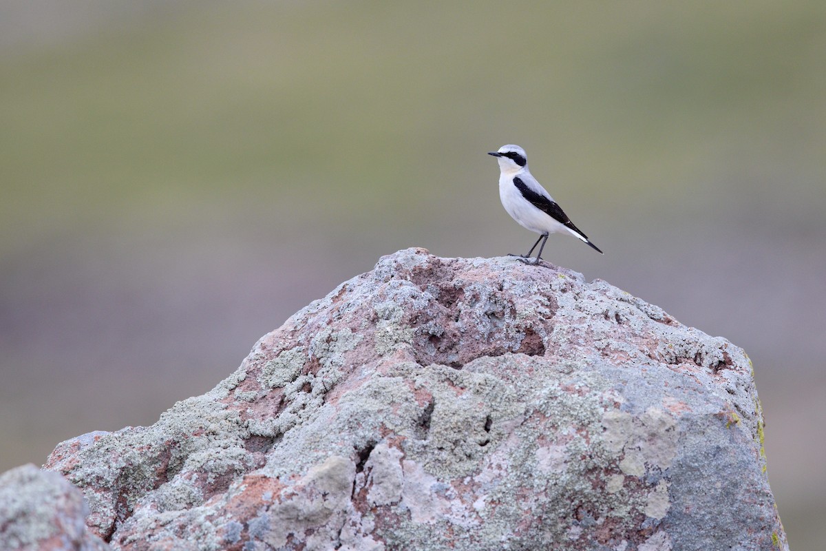 bělořit šedý - ML647288858