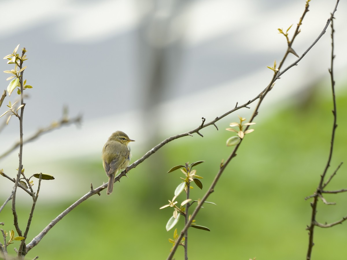 バフイロムシクイ - ML647288879