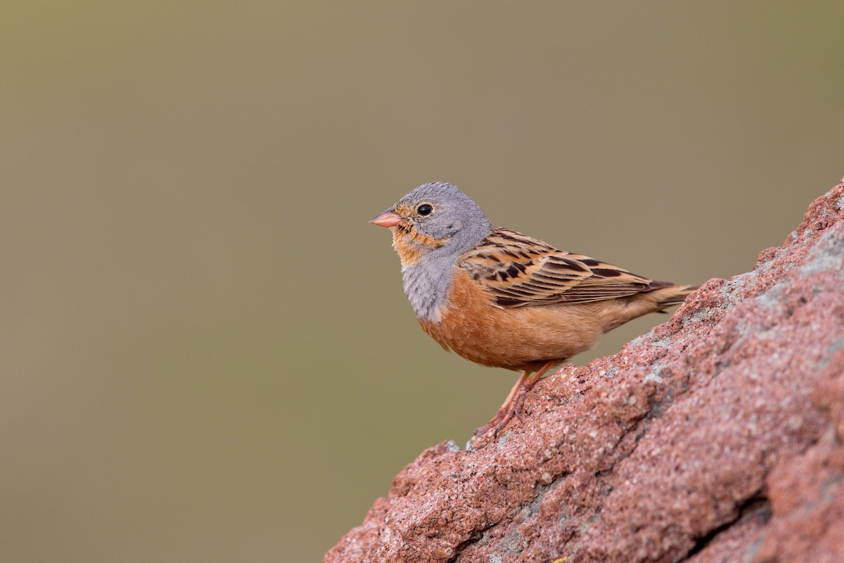 strnad šedokrký - ML647288888