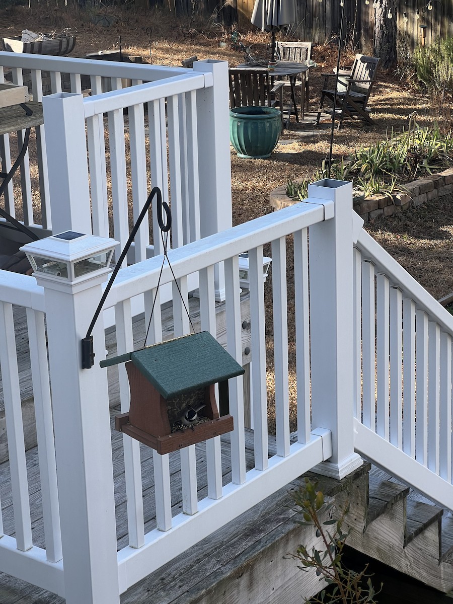 Carolina Chickadee - ML647288891