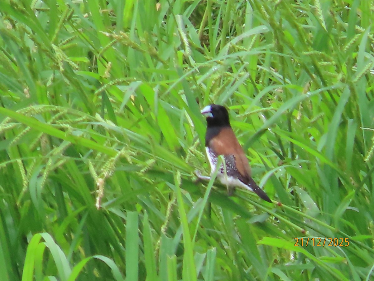 Чёрно-белая муния (nigriceps/woltersi) - ML647288892