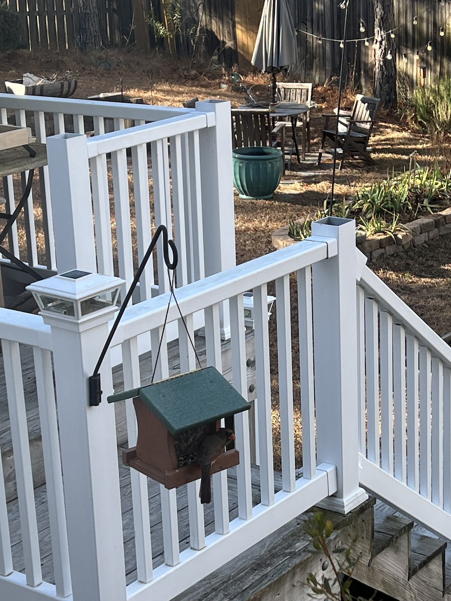 Northern Cardinal - ML647288899