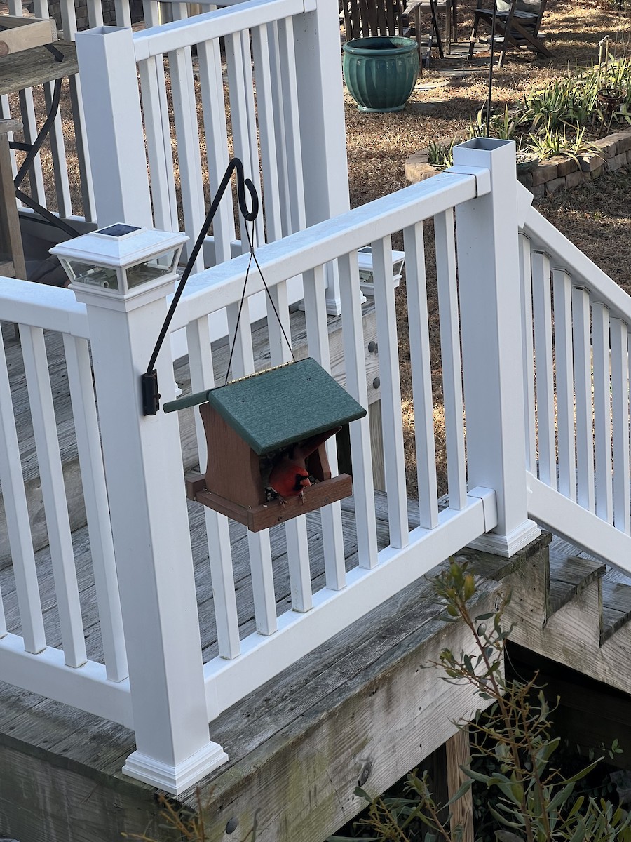 Northern Cardinal - ML647288900