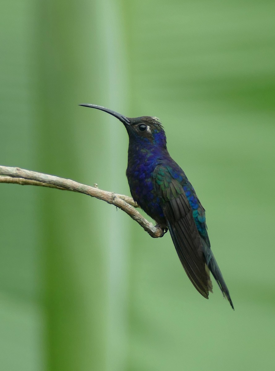 Violet Sabrewing - ML647288901