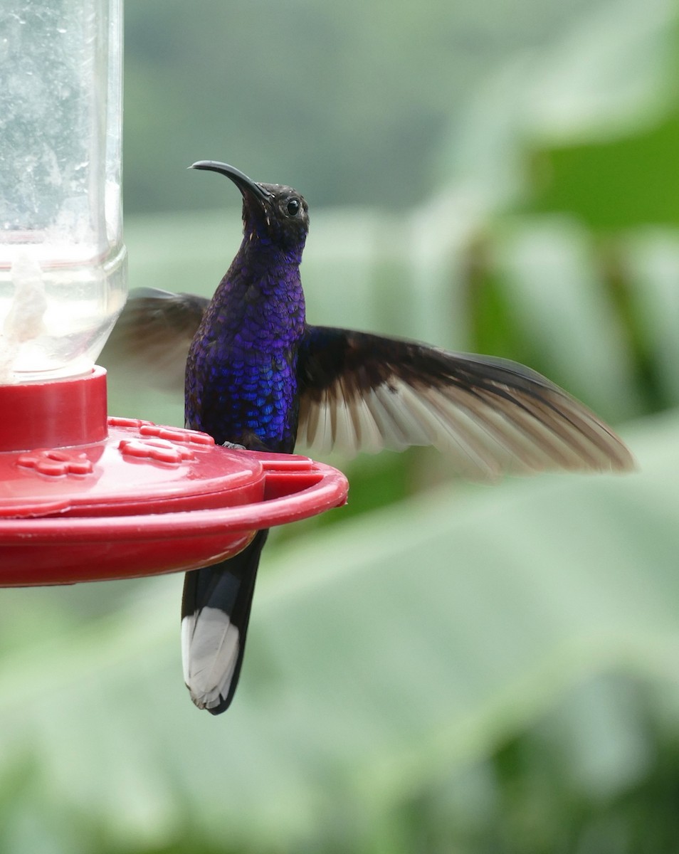 Violet Sabrewing - ML647288902