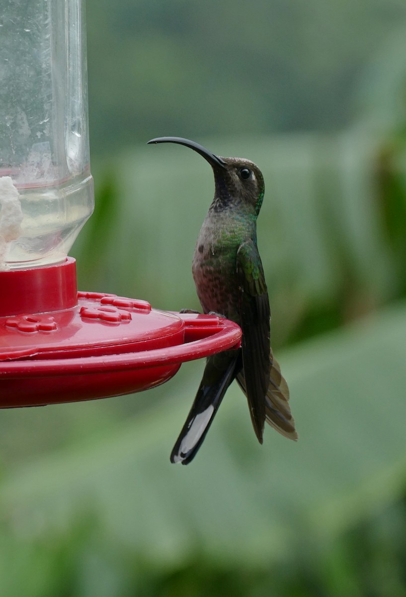 Violet Sabrewing - ML647288903