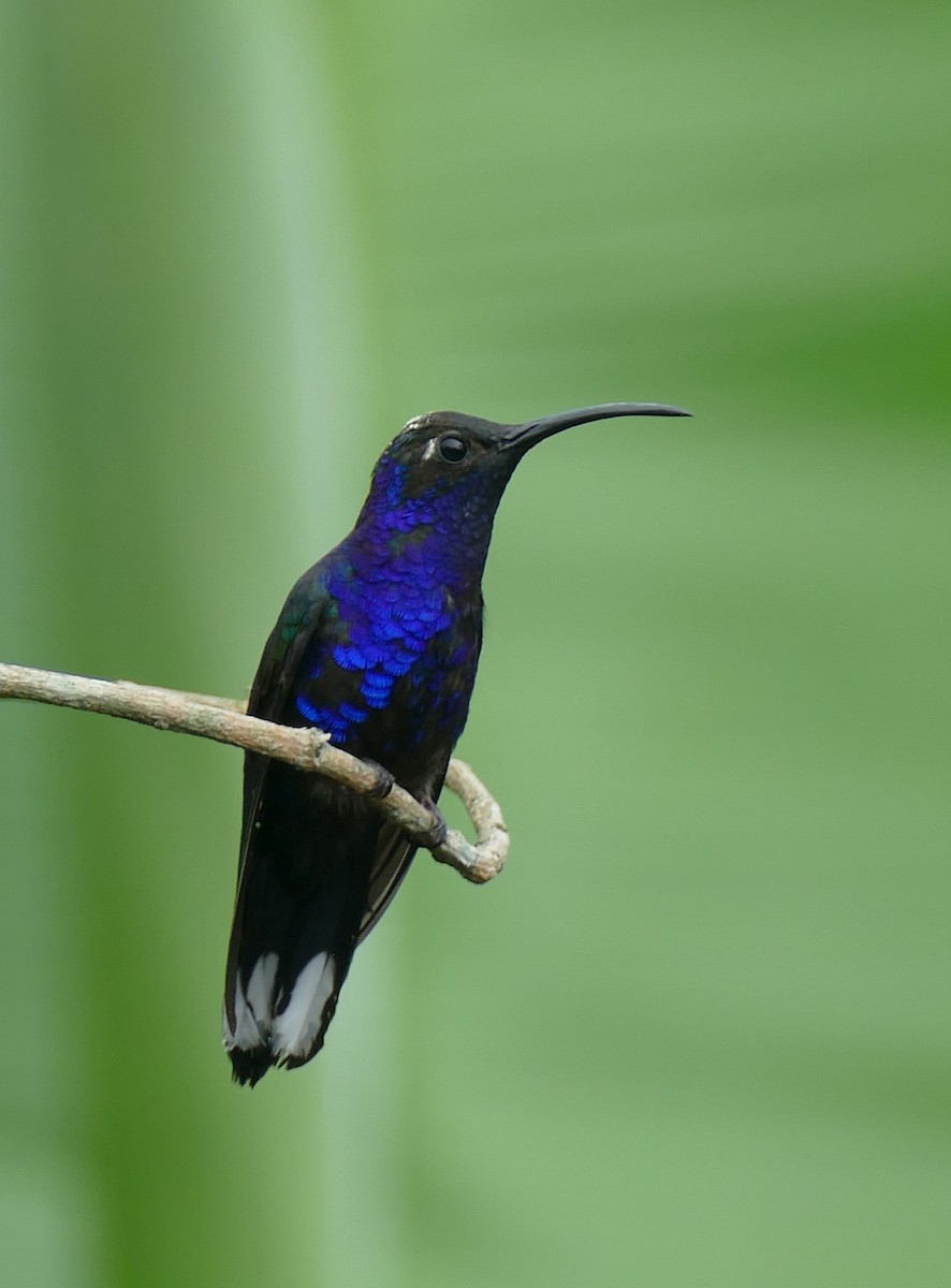 Violet Sabrewing - ML647288904