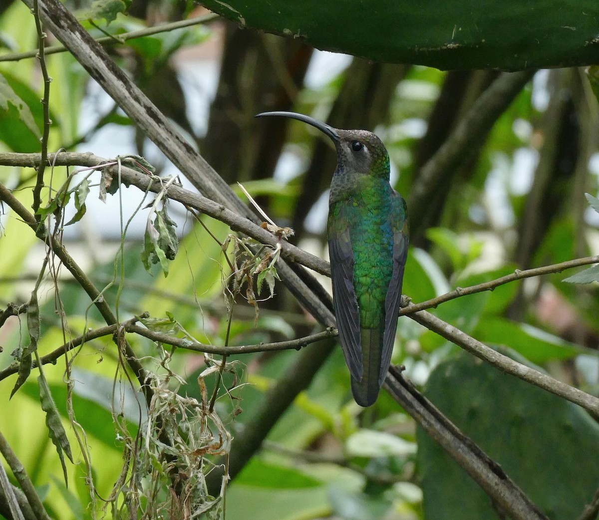 Violet Sabrewing - ML647288905