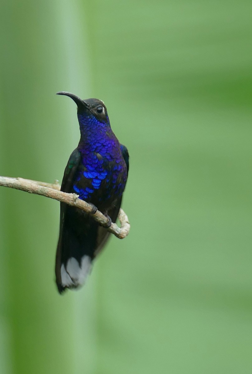 Violet Sabrewing - ML647288906