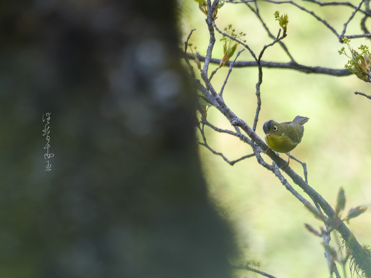 インドシナモリムシクイ - ML647288908