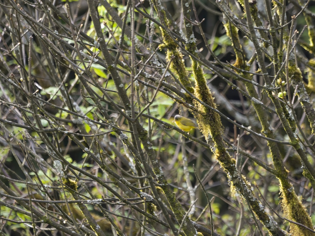 ハイボウシモリムシクイ - ML647288920