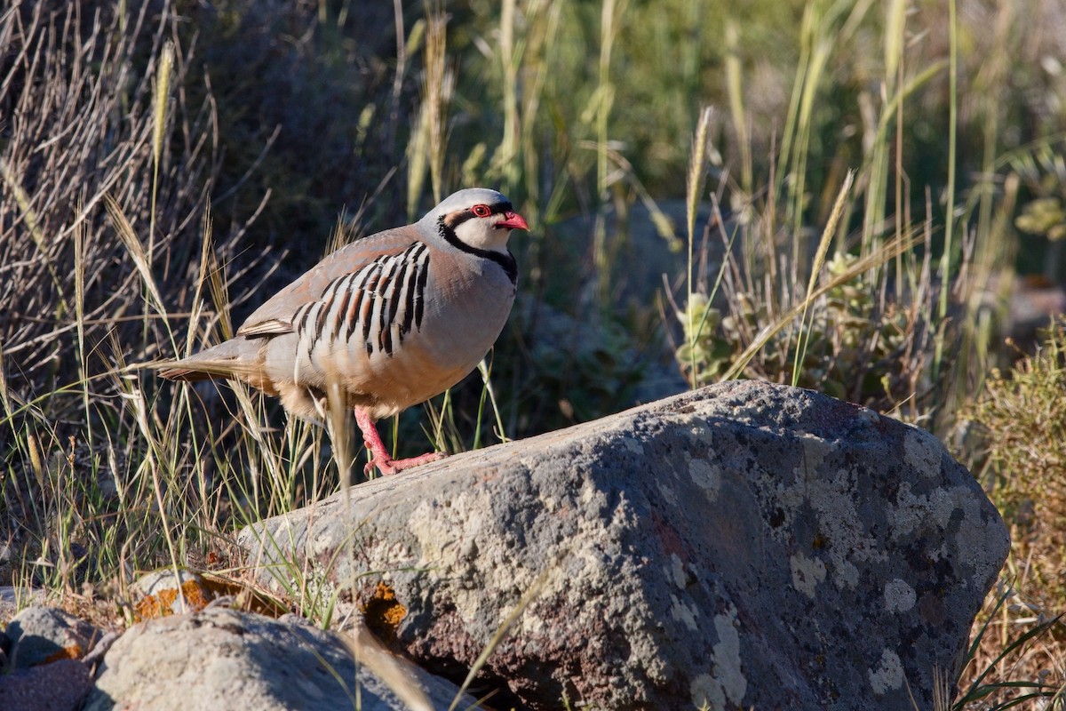 orebice čukar - ML647288921