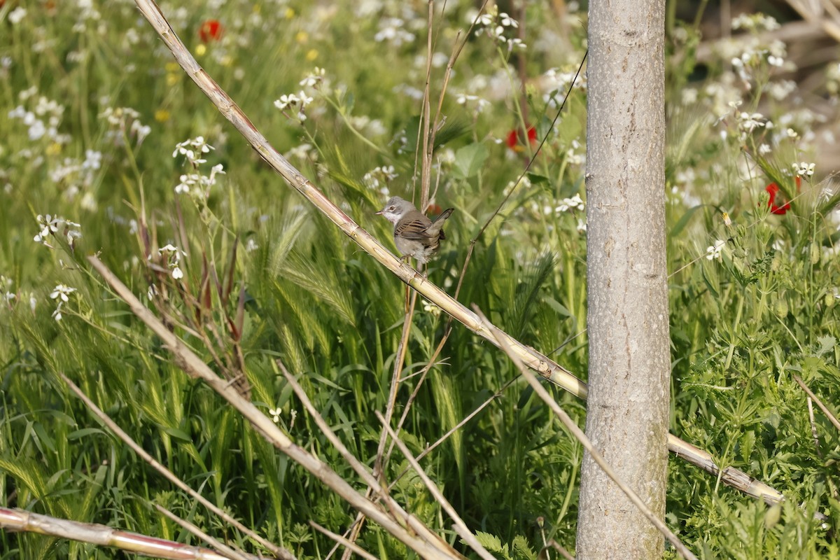 Greater Whitethroat - ML647288922