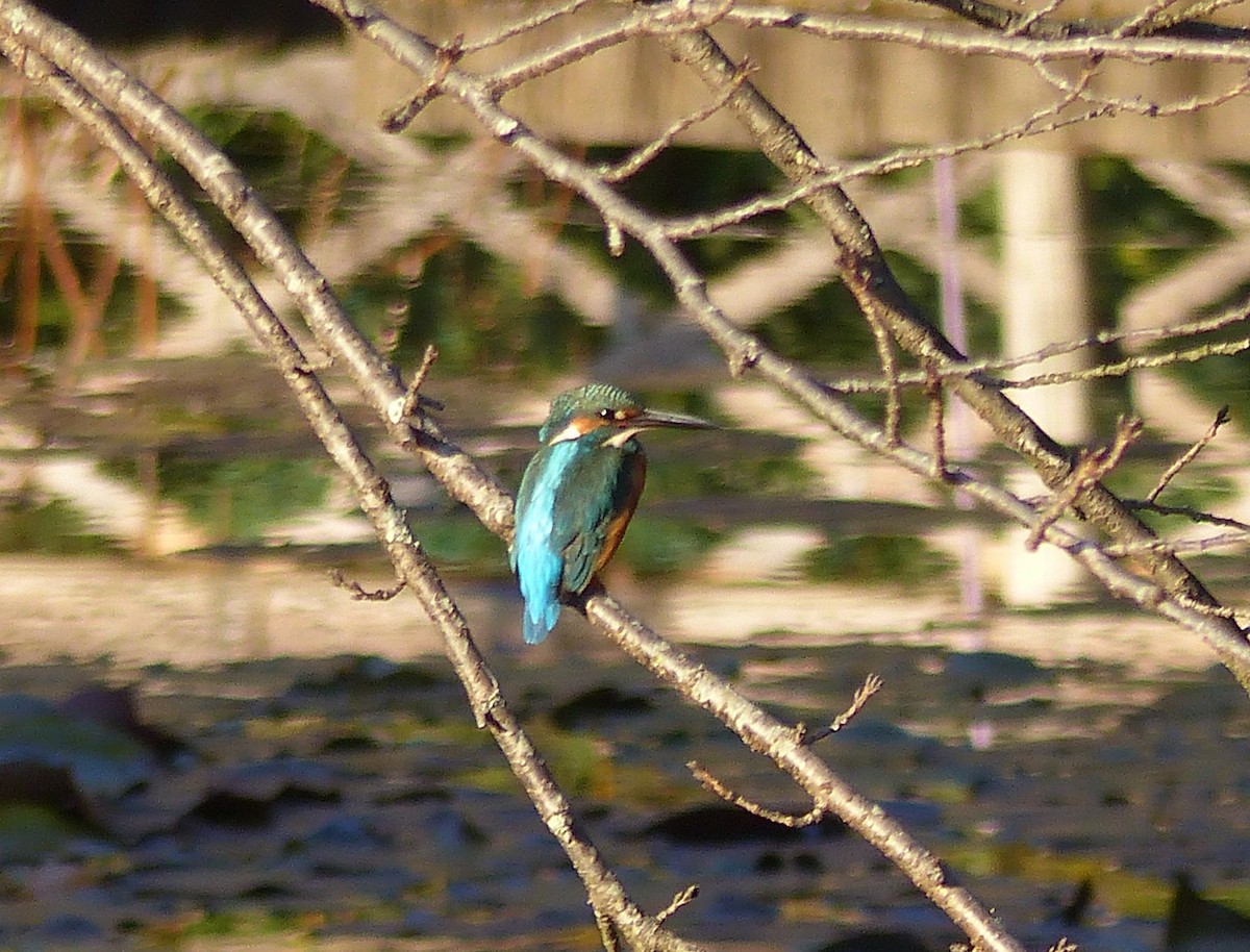 Рибалочка блакитний - ML647288931